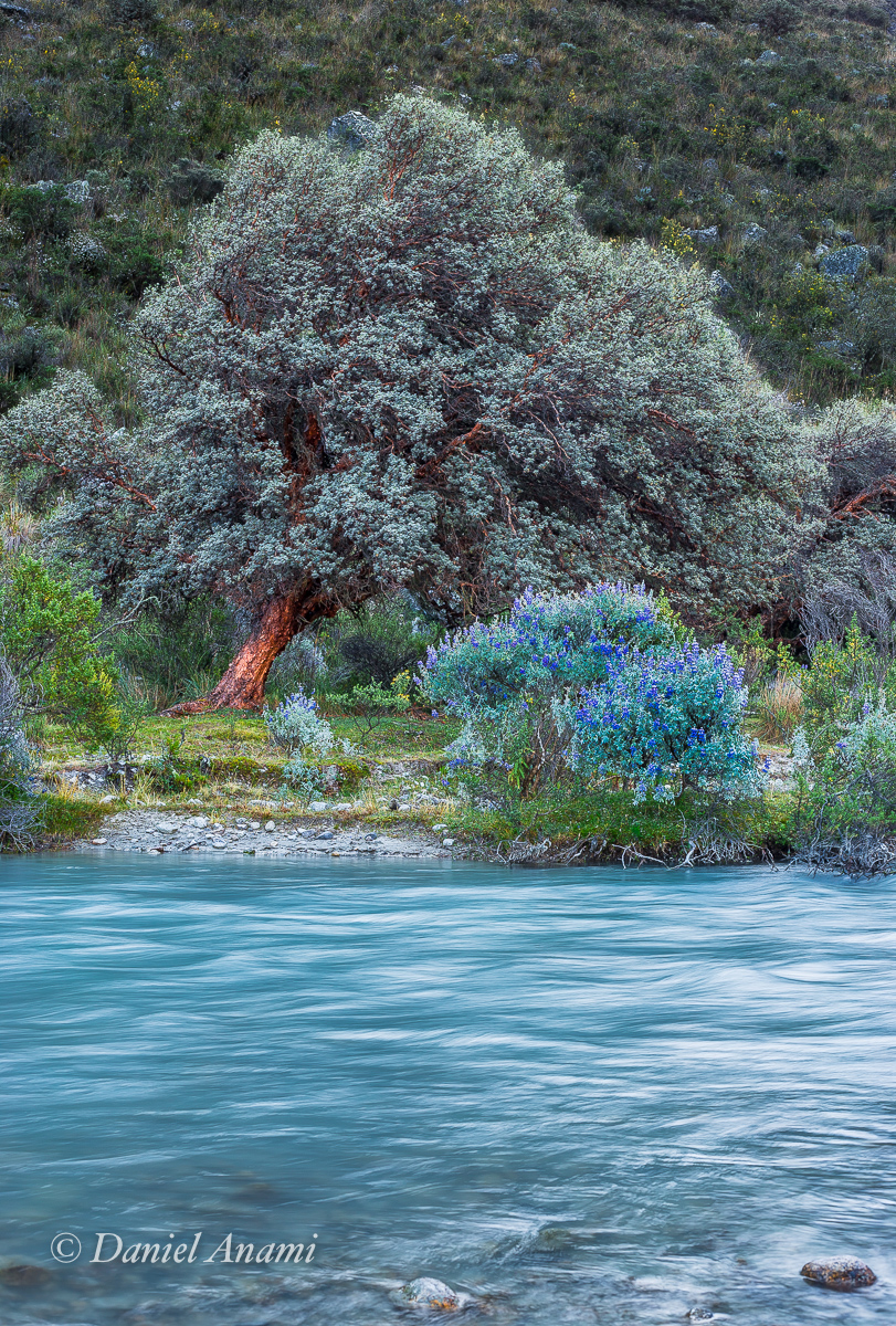 Mestre Yoda domina o sabre de luz turquesa. Cordillera Blanca / Cebollapampa (3.850m) - 07/07/17: 4º acampamento. Foto Daniel Anami.
