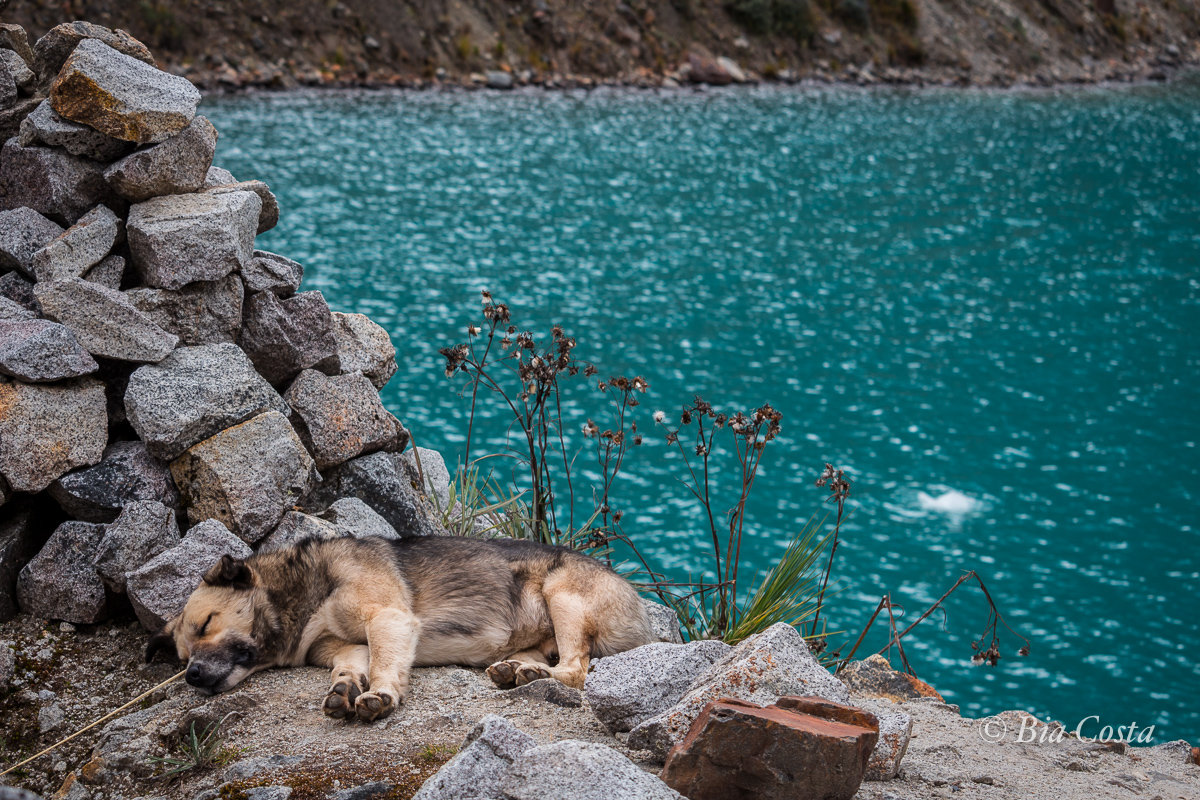 Cão com hipóxia. Cordillera Blanca / Laguna Arhueycocha - 05/07/17. Foto Bia Costa.