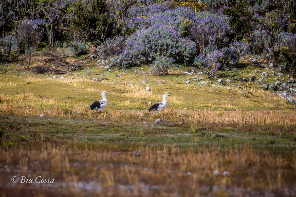 Par ou ímpar? Cordillera Blanca / Laguna Llanganuco - 07/07/17: Gansos Andinos. Foto Bia Costa.
