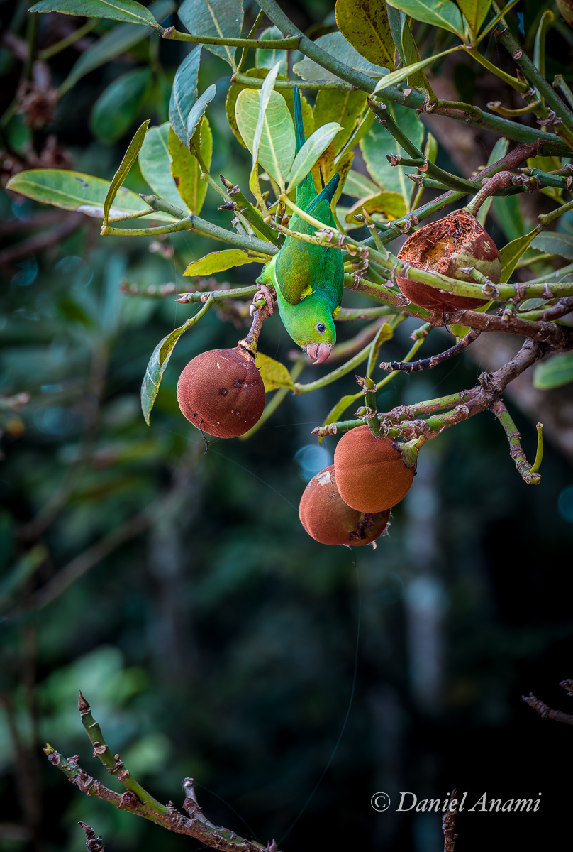 Praia Brava, Trindade, Parati, RJ, 24/09/2024. Foto Daniel Anami.