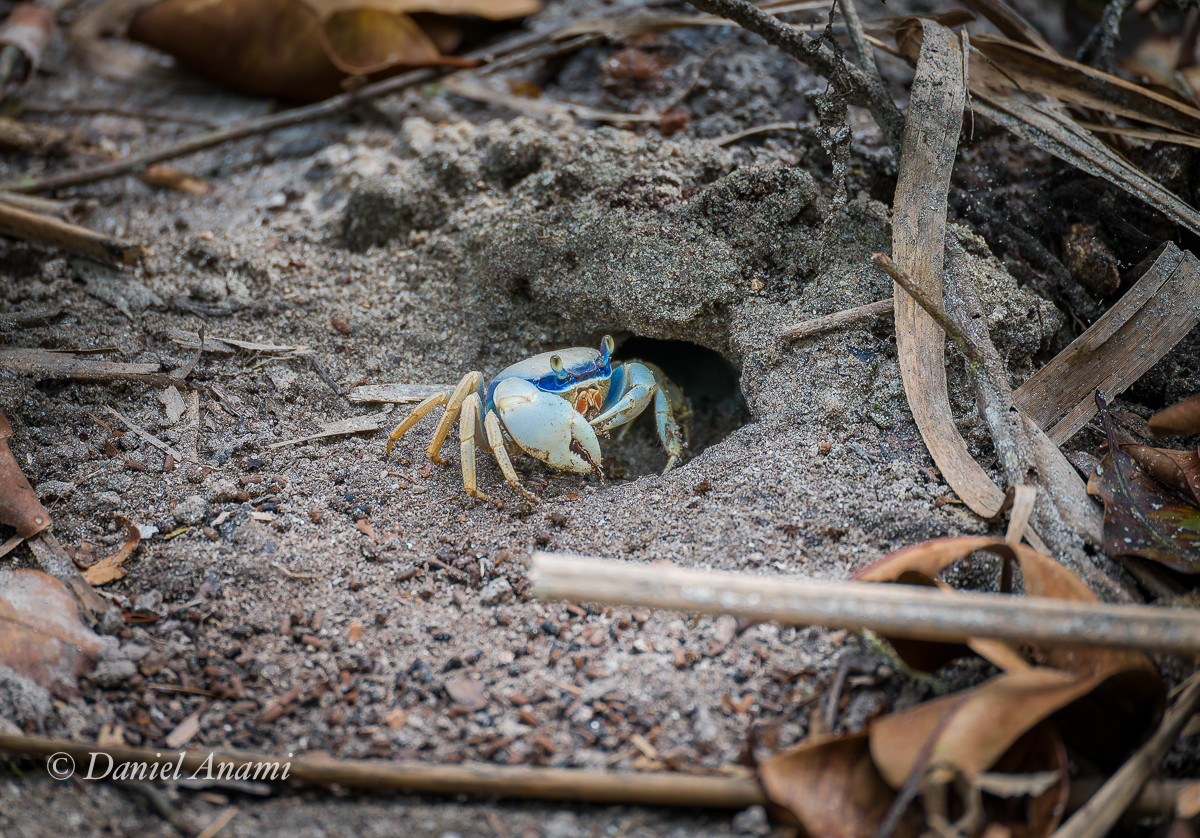 Trilha da Pedra que Engole, Trindade, Parati, RJ, 26/09/2024. Foto Daniel Anami.